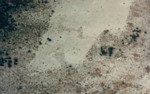 Sandy Vegetation in Tampa Bay by Richard T. Paul