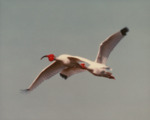 White Ibis in Breeding Colors in Alafia Banks, A by Ted Cross