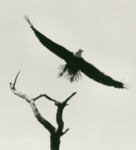 Bald Eagle in Alafia Banks by Ted Cross