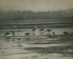 Ibis and Egrets at Whisky Stump Island by Herbert R. Mills