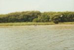 Brown Pelicans at Bird Island Sanctuary, A by Richard T. Paul