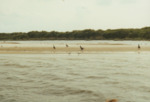 Brown Pelicans at Bird Island Sanctuary, C by Richard T. Paul