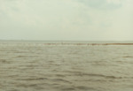 Shore Bird Colony in Alafia River Banks by Richard T. Paul