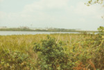 Tall Vegetation in Alafia River Banks, A by Richard T. Paul