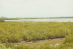 Tall Vegetation in Alafia River Banks, B by Richard T. Paul