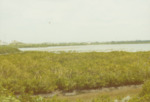 Tall Vegetation in Alafia River Banks, C by Richard T. Paul