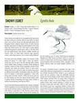 Snowy Egret [<i>Egretta thula</i>] by James A. Kushlan and Florida Ornithological Society