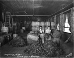 Cigar Workers Preparing Tobacco at Cuesta Rey & Company