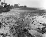 Bayshore marsh before development began by Burgert Brothers