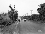 Cows crossing Memorial Highway near Tampania Street by Burgert Brothers