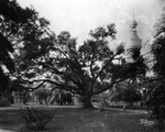 DeSoto oak tree in Plant Park in front of the Tampa Bay Hotel by Burgert Brothers