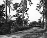 Dirt road near Mountain Lake in Lake Wales by Burgert Brothers