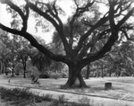 Desoto Oak and "Au Coup De Fusil" Statue on Grounds in Plant Park, September 5, 1936 by Burgert Brothers