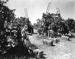 Citrus pickers at work in an orange grove by Burgert Brothers