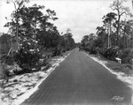 Memorial Highway with oleander growing alongside the road by Burgert Brothers