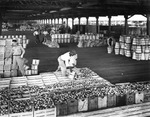 Men Loading Boxes of Tomatoes by Burgert Brothers