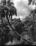 Palm Tree Growing on the Bank of the Hillsborough River