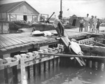 Two men fishing for green turtles on a pier in Key West by Burgert Brothers