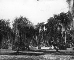 Trees covered with Spanish moss at Fort Brooke by Burgert Brothers