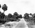 Road lined with palmettos in Clearwater, Florida by Burgert Brothers