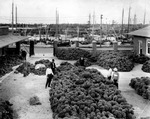 Sponge Exchange on Dodecanese Boulevard with sponge boats in background by Burgert Brothers