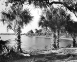 Palmetto Shore Near Rocky Point, August 8, 1924 by Burgert Brothers