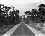 Road Near Babson Park in Polk County by Burgert Brothers