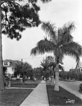 Palm Trees Lining a Sidewalk in a Residential Area of St. Petersburg's Northside by Burgert Brothers
