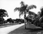 Palm Trees Lining a Road in a Residential Neighborhood in North Saint Petersburg by Burgert Brothers