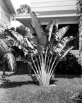 Traveling Palm and Palmetto in Front of An Unidentified House by Burgert Brothers