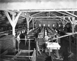 Workers in the cannery plant of Florida Pittsburgh Groves in Avon Park, Florida by Burgert Brothers