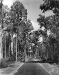 The Dixie Highway in the Tampa Bay Region by Burgert Brothers