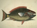 Psittacus &c., The Parrot-Fish by Mark Catesby and Edwin George