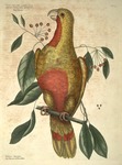 Frutex Lauri folio pendulo, fructu tricocco, semine nigro splendente, Red Wood; Psitticus Paradisis, The Parrot of Paradise. by Mark Catesby and Edwin George