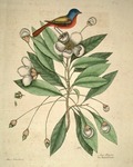 Althea [Alcea] Floridana, The Loblolly-Bay; Avis Tricolor, The Painted Finch by Mark Catesby and Edwin George