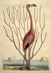 Phoenicopterus Bahamensis, The Flamingo; Keratophiton &c. by Mark Catesby and Edwin George