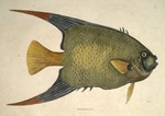 An Acarauna &c., The Angel-Fish by Mark Catesby and Edwin George