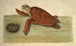 Testudo Caretta, The Hawks-bill-Turtle. Natural history of Carolina, Florida, and the Bahama Islands: containing the figures of birds, beasts, fishes, serpents, insects and plants: particularly the forest-trees, shrubs and other plants, not hitherto described, or very incorrectly figured by authors. ...To which are added, observations on the air, soil, and waters: with remarks upon agriculture, grain, pulse, roots, &c....