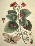 Caryophyllus spurius inodorus &c.; Convolvulus minor Pentaphyllos &c.; Phalæna ingens, The Great Moth by Mark Catesby and Edwin George