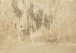 Hanging Moss on Tree Near DeLand, Florida, 1904 by Edward Staples Cousens Smith