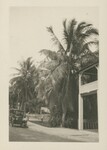 City Park, Coconut Palms, West Palm Beach, Florida, February 7, 1924 by Edward Staples Cousens Smith