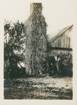 Ancient Spanish Chimney, Ponce de Leon Springs, Florida, 1904