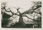 Silk Cotton Tree, Nassau, Bahamas, February 1924