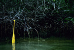 Dead Oiled Mangroves, Northwest Corner of Eleanor Island, Florida