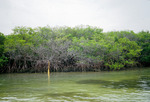Dead Red Mangroves on Northwest Corner of Eleanor Island
