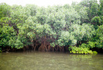 Clean Mangroves on East End of Eleanor Island, Florida