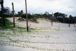 Artificial dunes on Amelia Island '97 by Richard A. Davis and University of South Florida -- Tampa Library