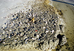 Clams in Mud on Transgressive Beach, Anastasia Island, Florida
