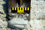 Oil Clots From Plunge Step Area, Lkw Profile Long Key, Fla by Richard A. Davis
