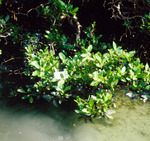 Mangroves in oil-polluted water